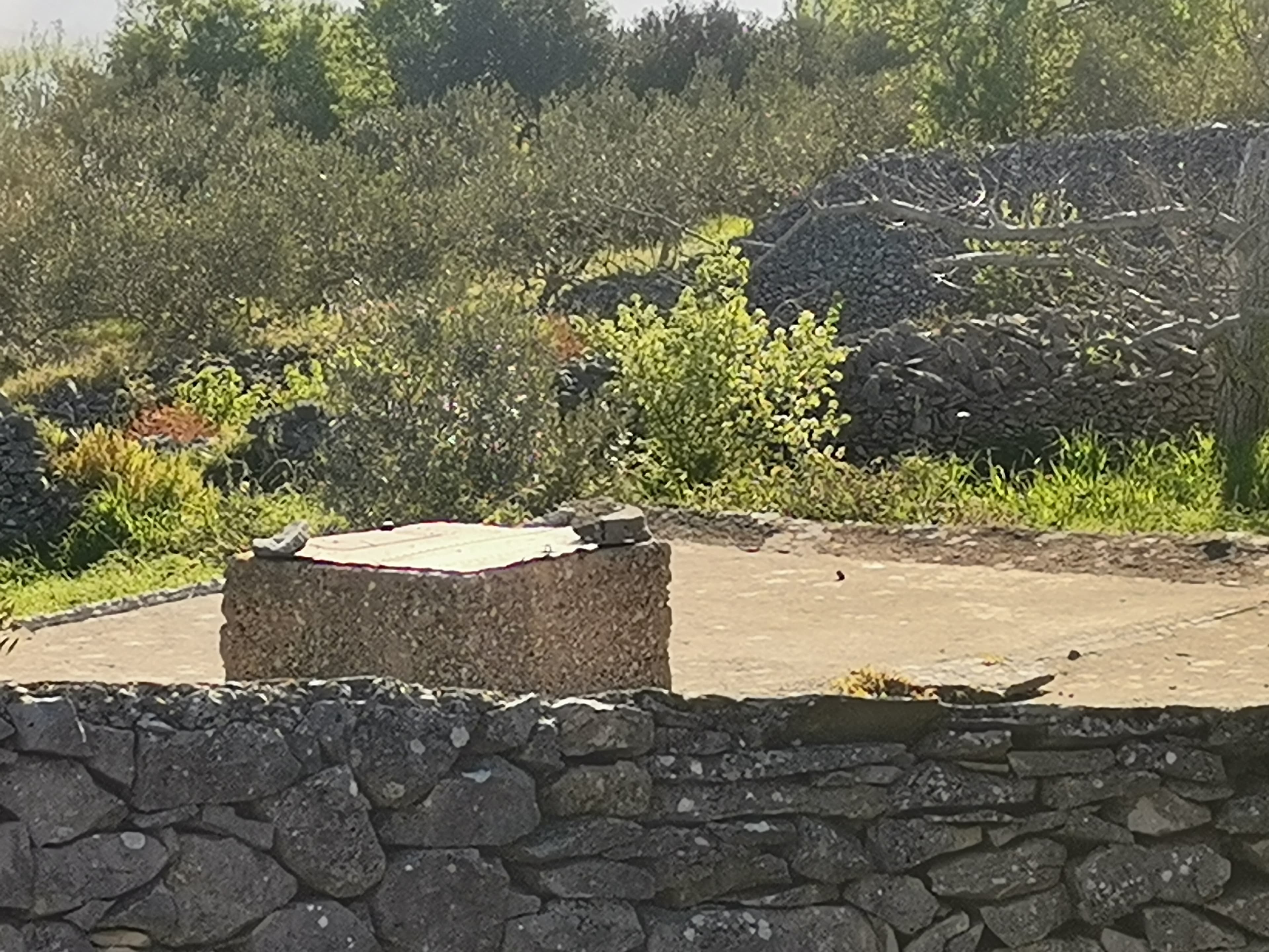 Gustrina 7 — 1