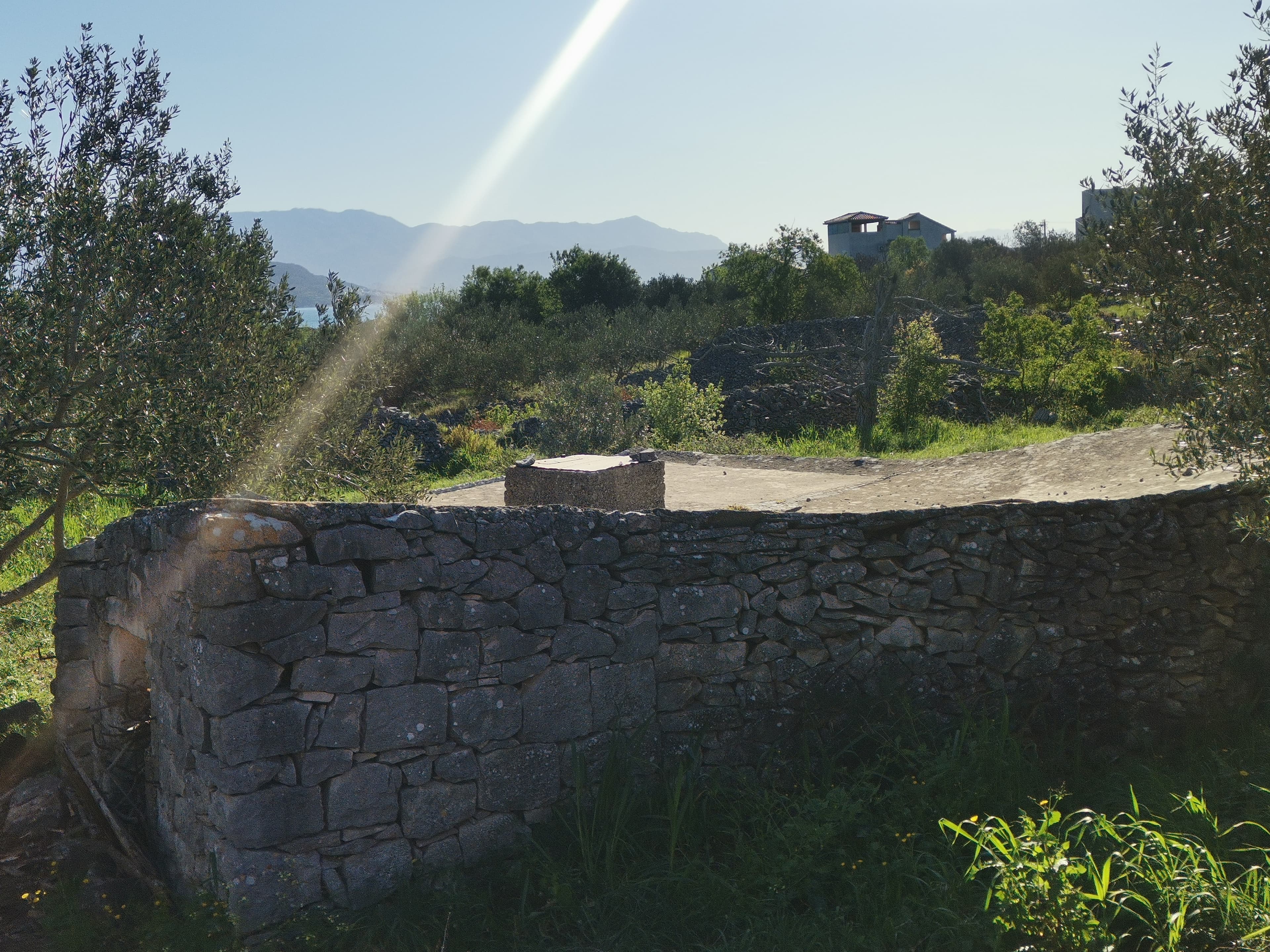 Gustrina 7 — 2